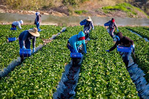 migrants picking strawberries in a field